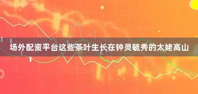 场外配资平台这些茶叶生长在钟灵毓秀的太姥高山